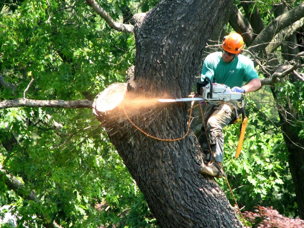 central-islip-ny-tree-care-tree-trimming-and-removal-pros
